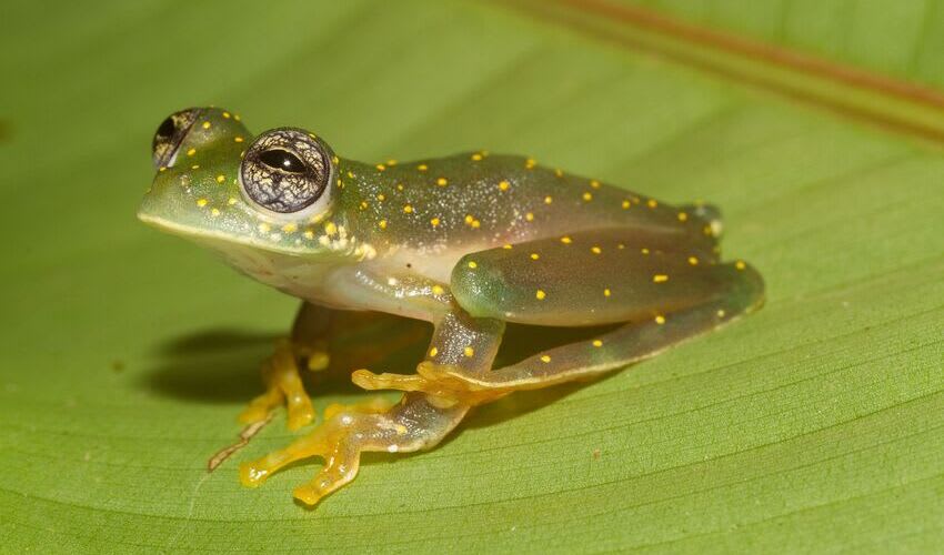 Centrolenidae Glass frogs facts, distribution & population BioDB
